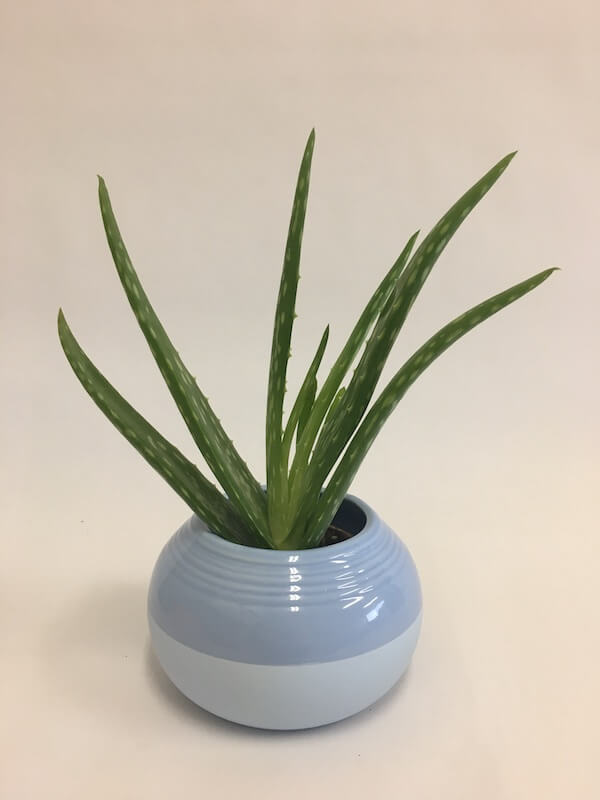 How to Care For Your Aloe Vera Indoor Plant - Horty Girl