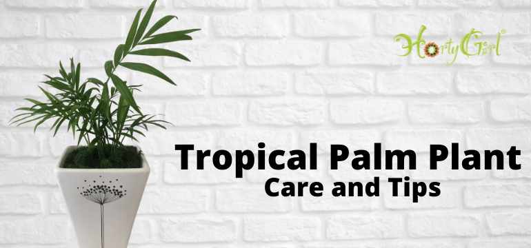 All About Tropical House Plants & Tropical Plant Care