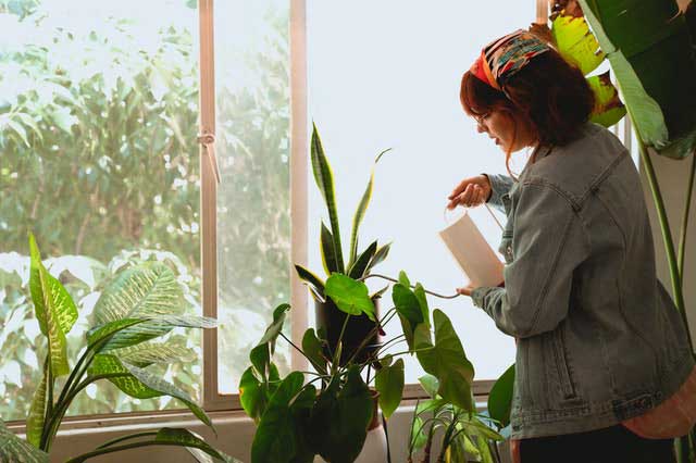 Top Care Tips For Your Sansevieria Potted Plant - Horty Girl