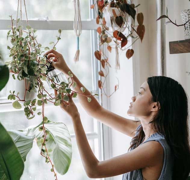 Top Care Tips for Your Million Hearts Potted Plant - Horty Girl